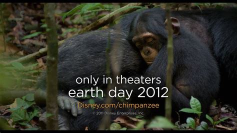 official chimpanzee disneynature trailer hd youtube