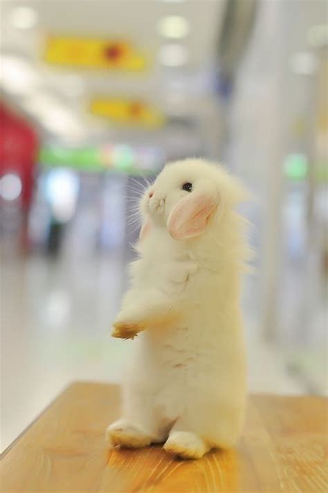 fluffy bunny  cute pinterest