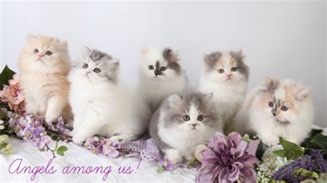 unrealistic expectations micro persians   realultra rare persian kittens  sale