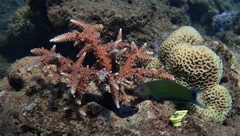 Reef Restoration Foundation Successfully Plants Coral On
