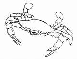 Coloring Pages Crab Sebastian Crabs Printable Blue Beach Hermit Colouring Template Clipart Kids Print Color Horseshoe Drawing Iditarod Getcolorings Getdrawings sketch template