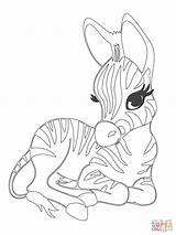 Zebra Baby Cute Coloring Pages Animals Animal Color Printable sketch template