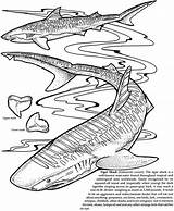 Coloring Pages Doverpublications Dover Publications Omalovánky Adult Fish Kids Welcome Předměty Vzory Mozaiky Pozadí Mandaly Papíru Zvířata Book Shark sketch template