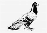Pigeon Merpati Burung Cleanpng Homing Banner2 Homer Columbidae Nicepng sketch template