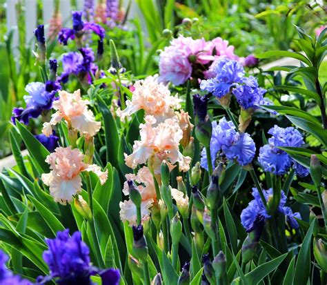 world of irises talking irises tall bearded irises and complementary color schemes planning