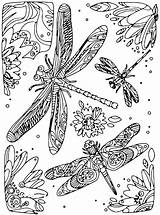 Libelle Volwassenen Kleurplaat Libellen Malvorlage Erwachsene sketch template