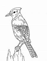 Jay Blue Coloring Bird Drawing Pages Printable Color Getcolorings Getdrawings Template sketch template