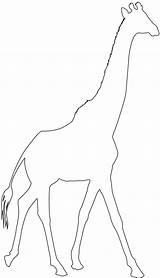 Giraffe Silhouette Silhouettes Outline Drawing Coloring Pages Svg Crafts Vector sketch template