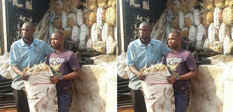 ndlea intercepts n70m worth cannabis arrests two punch newspapers