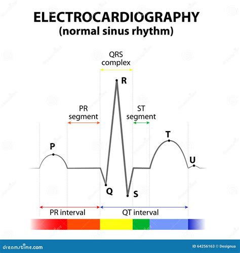 ecg   heart  normal sinus rhythm stock vector illustration