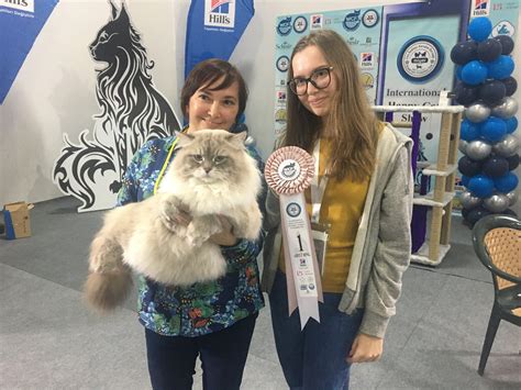 fluffy grouchy cat wins happy cats contest in istanbul daily sabah