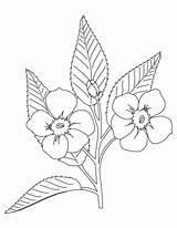 Coloring Blossom Apple Getdrawings Line Drawing Plants Flowers sketch template