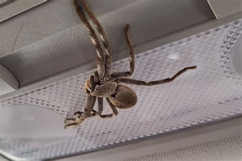 Giant Huntsman Spider Crawled Inside Australian Woman S Car Picture