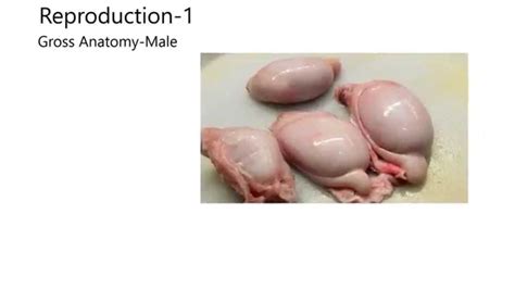 Reproduction1 Gross Anatomy Of Male Reproductive System