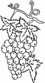 Grapes Bonito Cacho Uvas Tudodesenhos sketch template