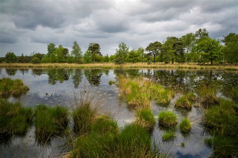 oisterwijk ligt midden  nationaal landschap het groene woud dit gebied tussen de steden