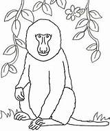 Coloring Baboon Mandrill Pages sketch template
