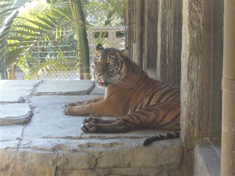 sumatran tiger zoochat