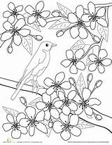 Coloring Pages Blossom Flower Japanese Colouring Color Cherry Blossoms Apricot Spring Flowers Sheets Printable Kids Worksheets Adult Worksheet Books Tree sketch template