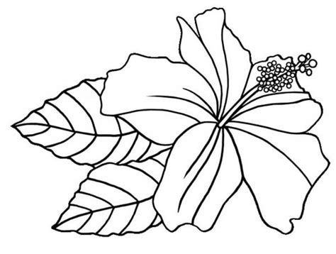 hibiscus coloring pages  printable coloring pages  kids