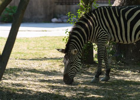 zebra eating  zebra eating  food   ground nixerkg flickr
