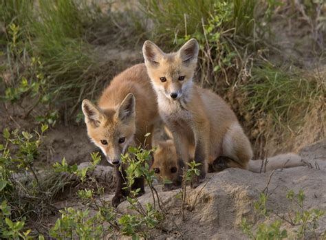 kit fox critterfacts