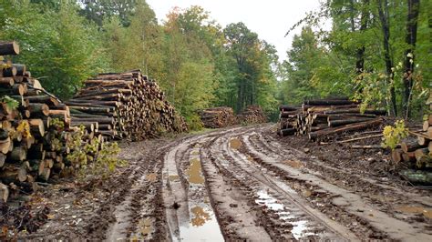 hardwood logging site wisconsin timberland investment resources