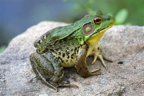 raise bullfrogs  profit mother earth news