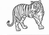Tiger Coloring Pages Tigers Drawing Tooth Printable Kids Outline Color Realistic Saber Print Detroit Mandala Cartoon Book Animal Cute Popular sketch template