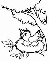 Nest Bird Coloring Tree Birds Pages Printable Eggs Print sketch template