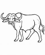 Buffalo Coloring Outline Five Big Animals Popular African sketch template