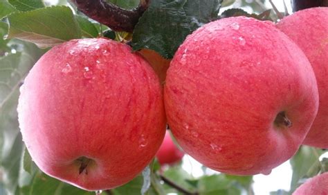 fuji apple yalca fruit trees