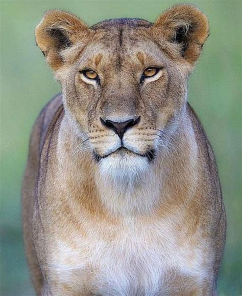 gorgeous african lioness    capable   care