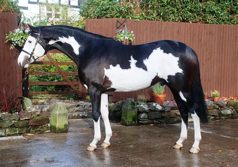 black overo overo paint horses tinker hd wallpaper peakpx