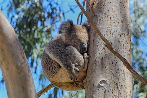 koalas call australia home  conservation ecology centre