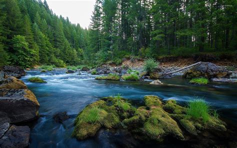 forest river  wallpaper nature wallpapers