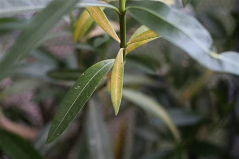 oleander blaetter sind nach winter vertrocknet  tun gartenlexikonde