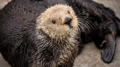 Monterey Bay Aquarium Says Sea Otter’s Death Was Result Of