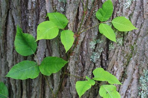 poison ivy plant profile toxicity  identification