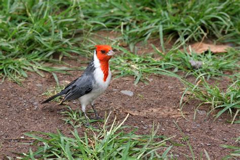 red crested cardinal honolulu zoo brx flickr