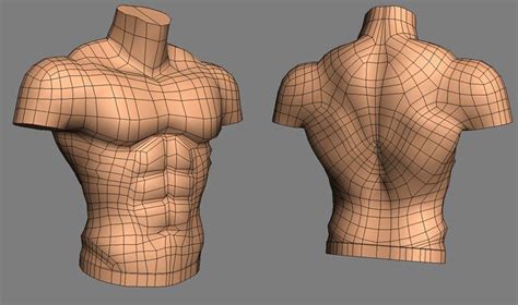 topology ๑ 136 3d anatomy human body anatomy anatomy drawing body