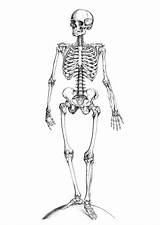 Skeleton Squelette Greys Knochen Aplemontbasket sketch template