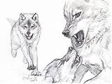 Wolves Silvercrossfox sketch template