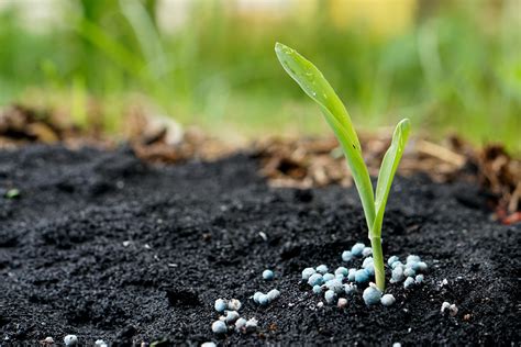 choose   fertilizer  home vegetable gardens