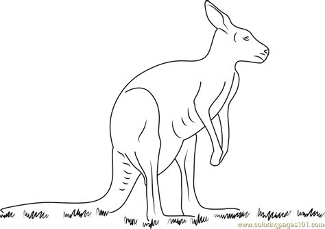 kangaroo coloring page  kangaroo coloring pages