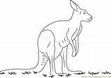 Kangaroo Coloringpages101 sketch template