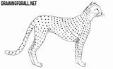 Cheetah Draw Drawing Animals Drawingforall Ayvazyan Stepan Tutorials Posted sketch template