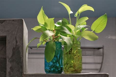 grow pothos  water faster  strong root growingvale