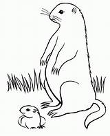 Groundhog Marmotte Animaux Coloriages Majuu Coloringhome sketch template