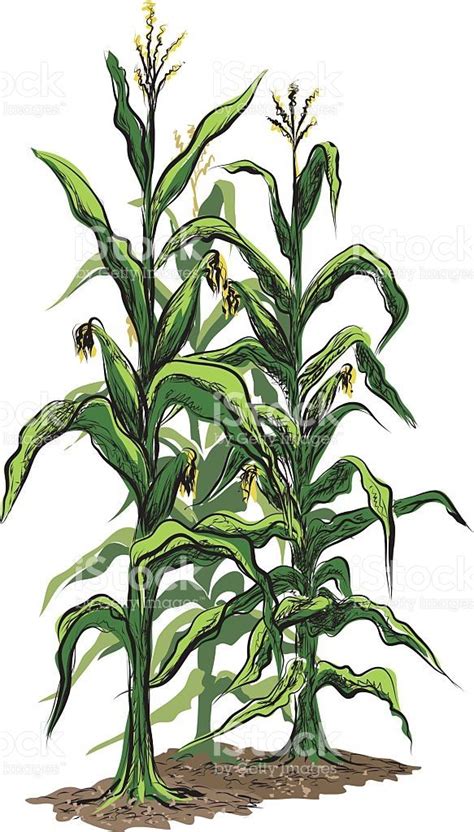 corn stalk clipart    cliparts  images